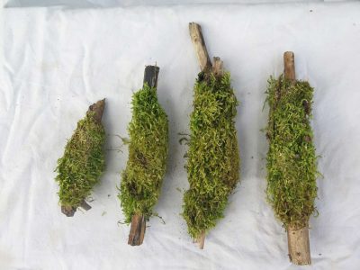 Moss Sticks